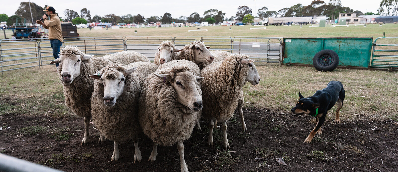 M14HF01 VERIFIED · 2026 Royal Geelong Show · 1600x693